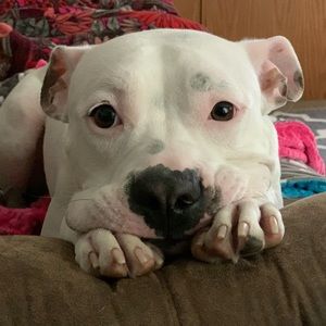 Meet your Posher, Gordon